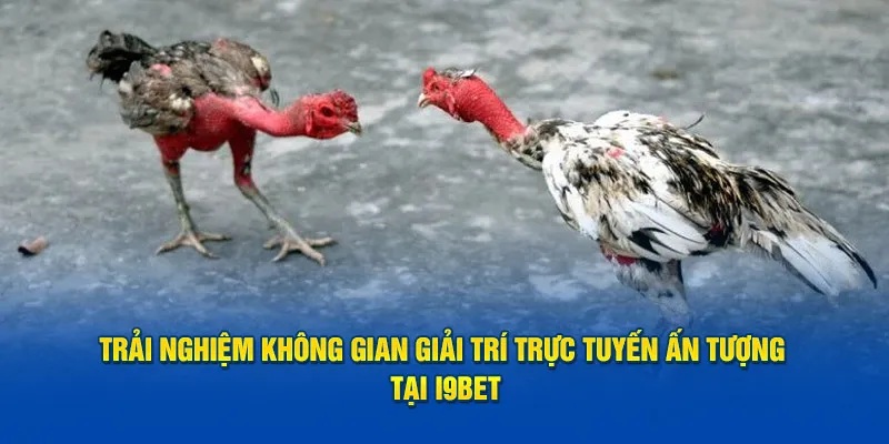 Ưu điểm vô cùng nổi trội mà đá gà i9bet mang lại