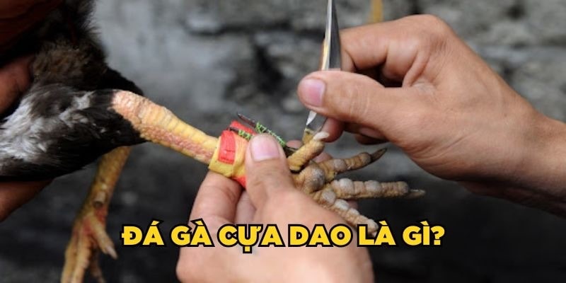 Cách thức khách hàng tham gia đúng luật đá gà cựa dao